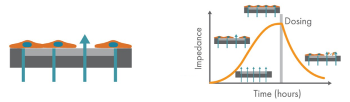 Quantifying Proliferation and Cytotoxicity of Suspension Human